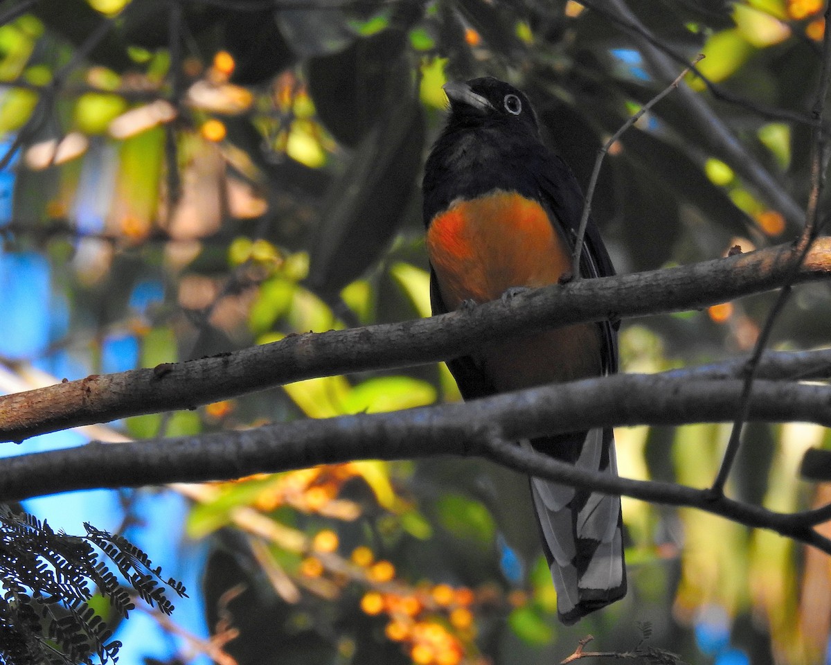 Green-backed Trogon - ML643393128