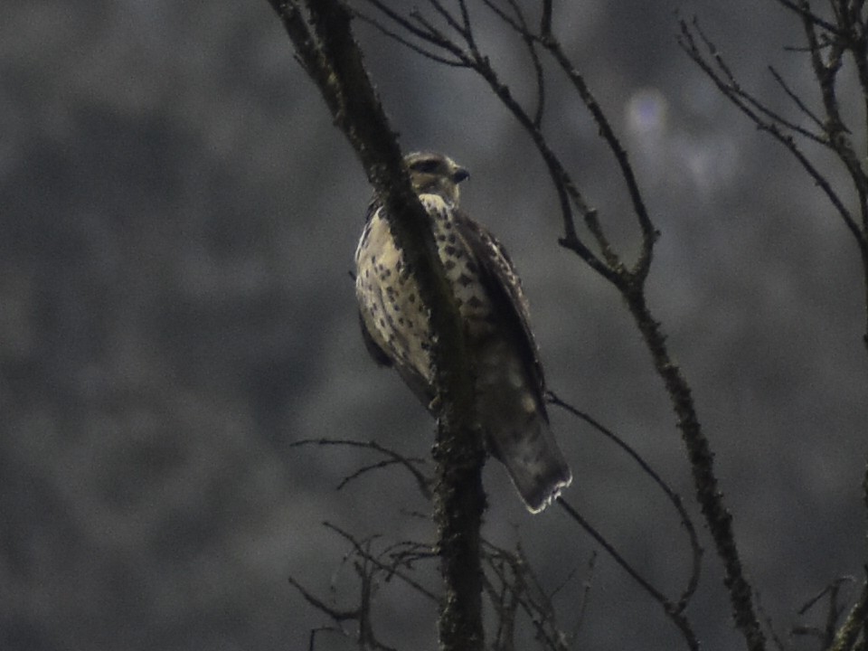 Broad-winged Hawk - ML643393129