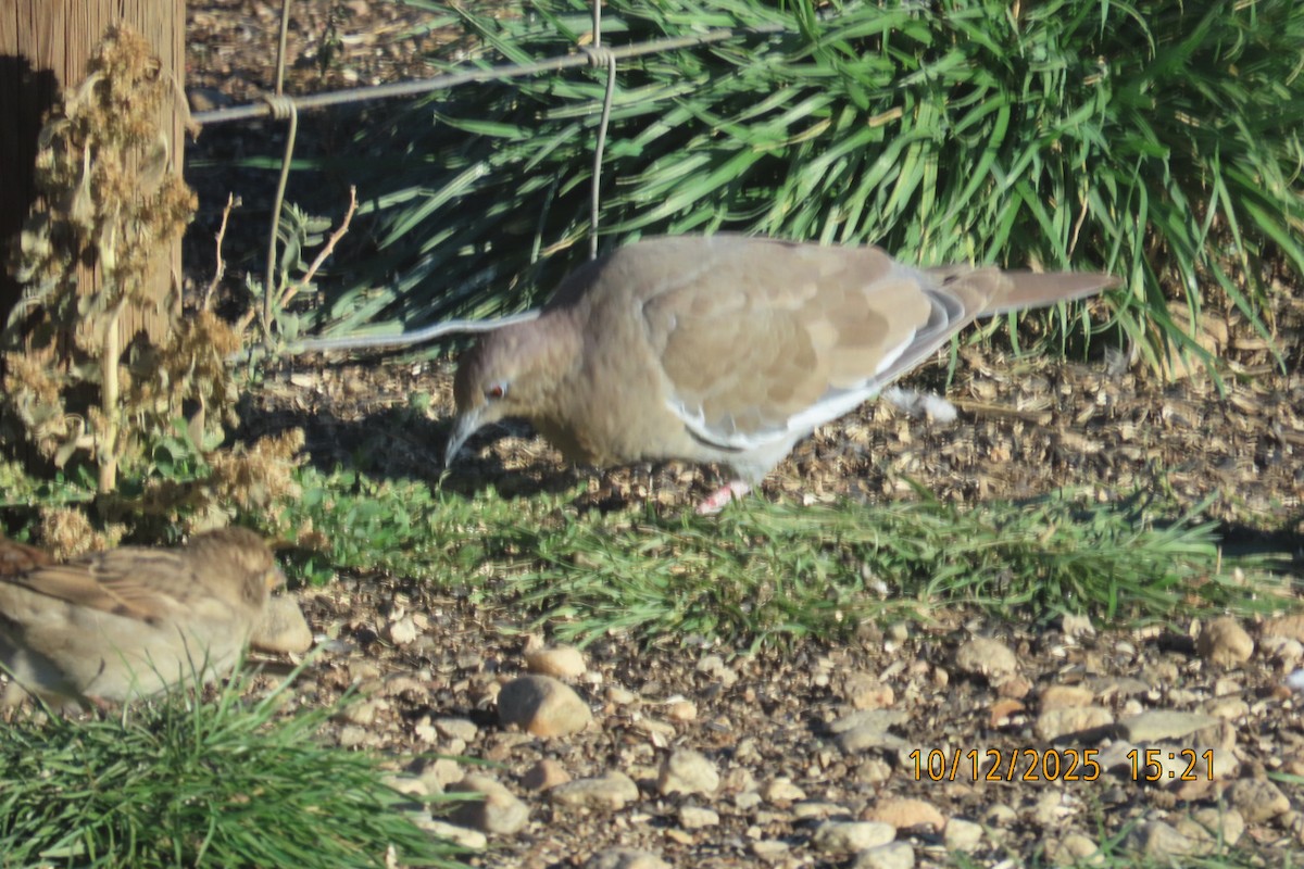 White-winged Dove - ML643393142