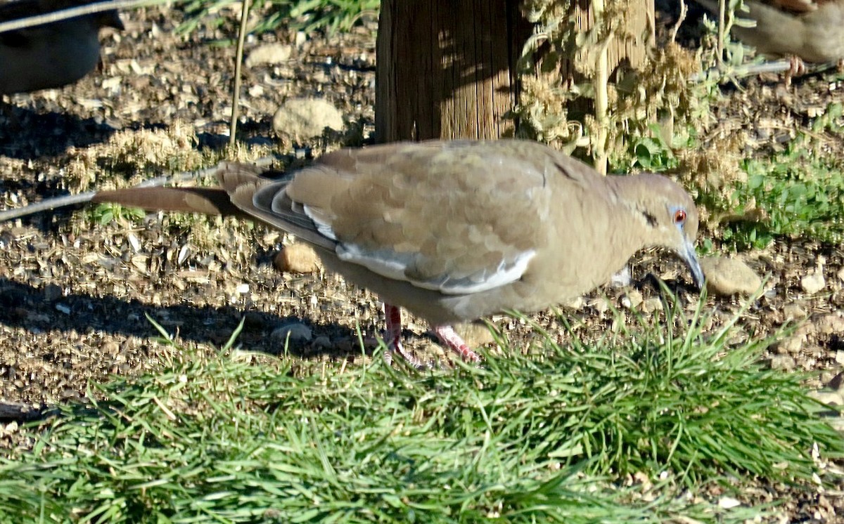 White-winged Dove - ML643393143