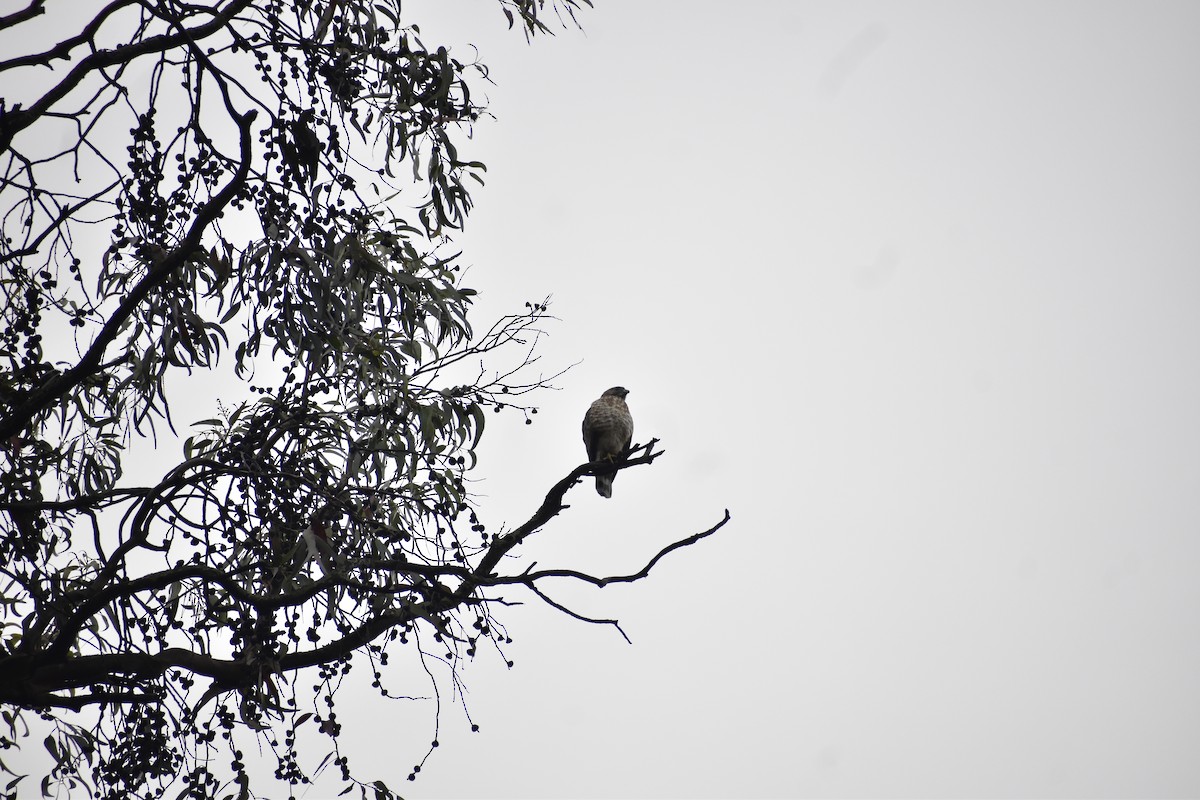 Broad-winged Hawk - ML643393146