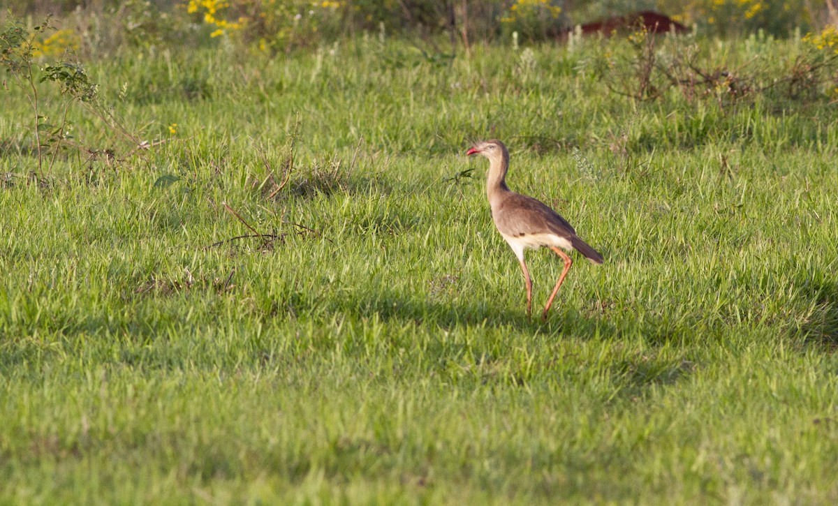 Red-legged Seriema - ML643393150