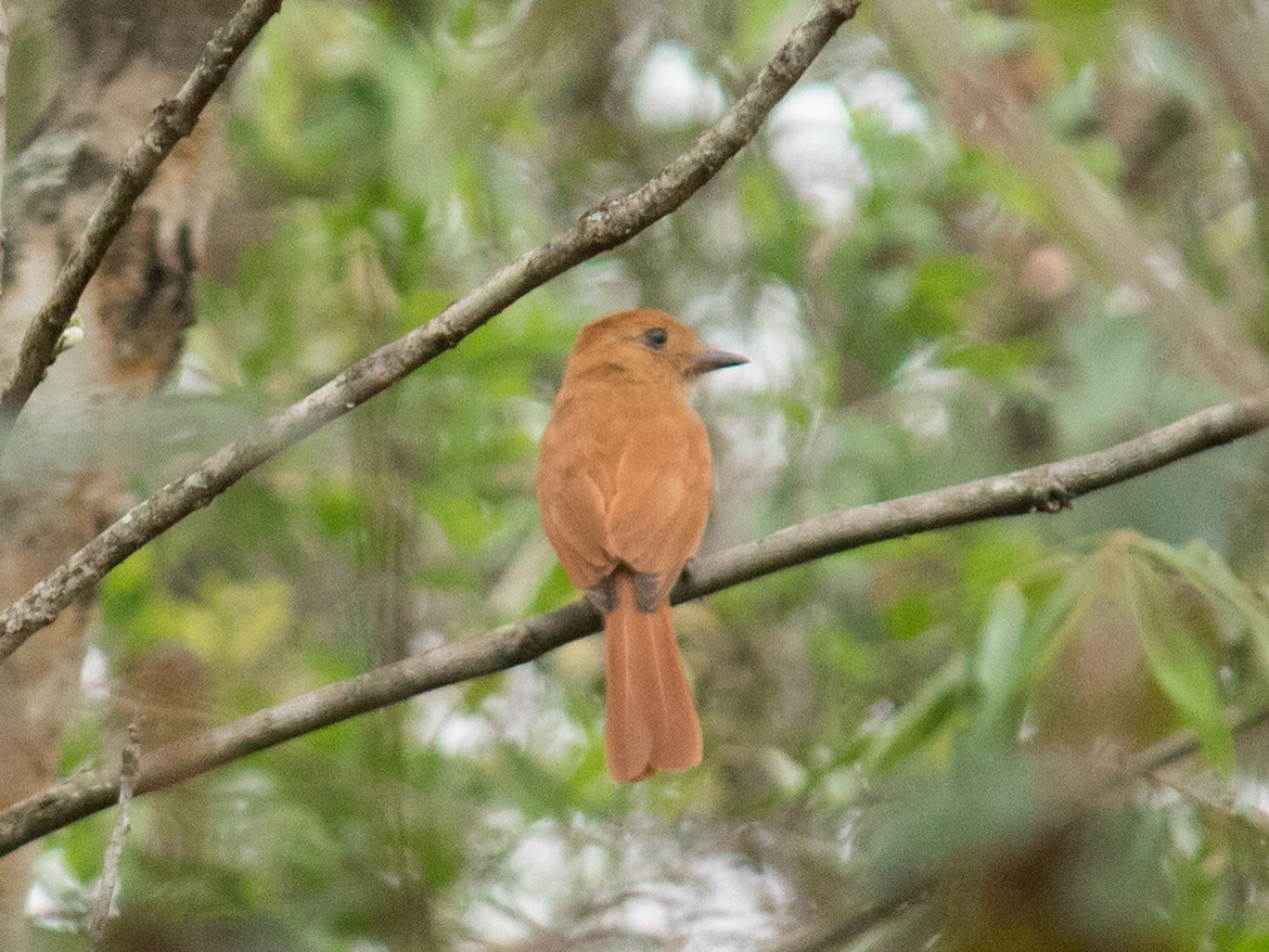 Rufous Casiornis - ML643393154