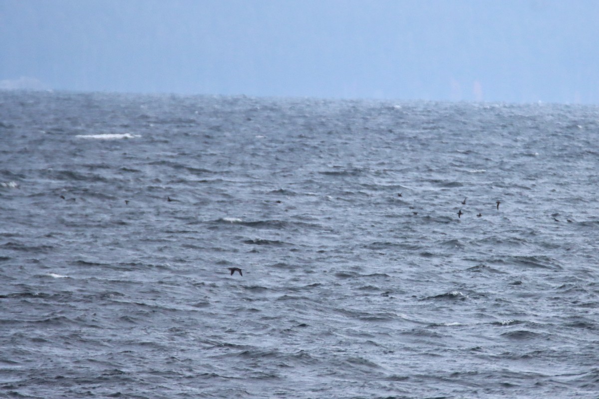 Sooty/Short-tailed Shearwater - ML643393155