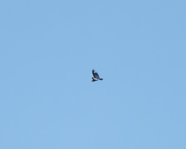 Andean Condor - ML643393157