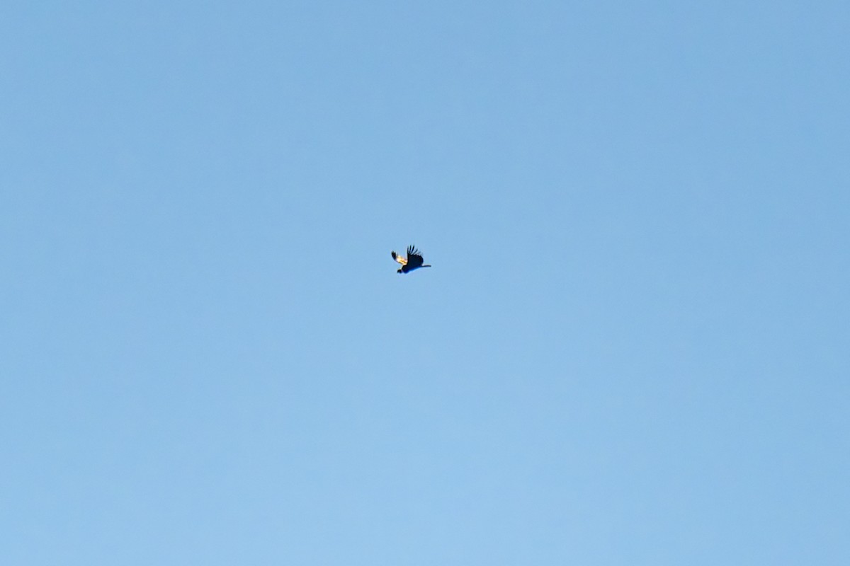 Andean Condor - ML643393158