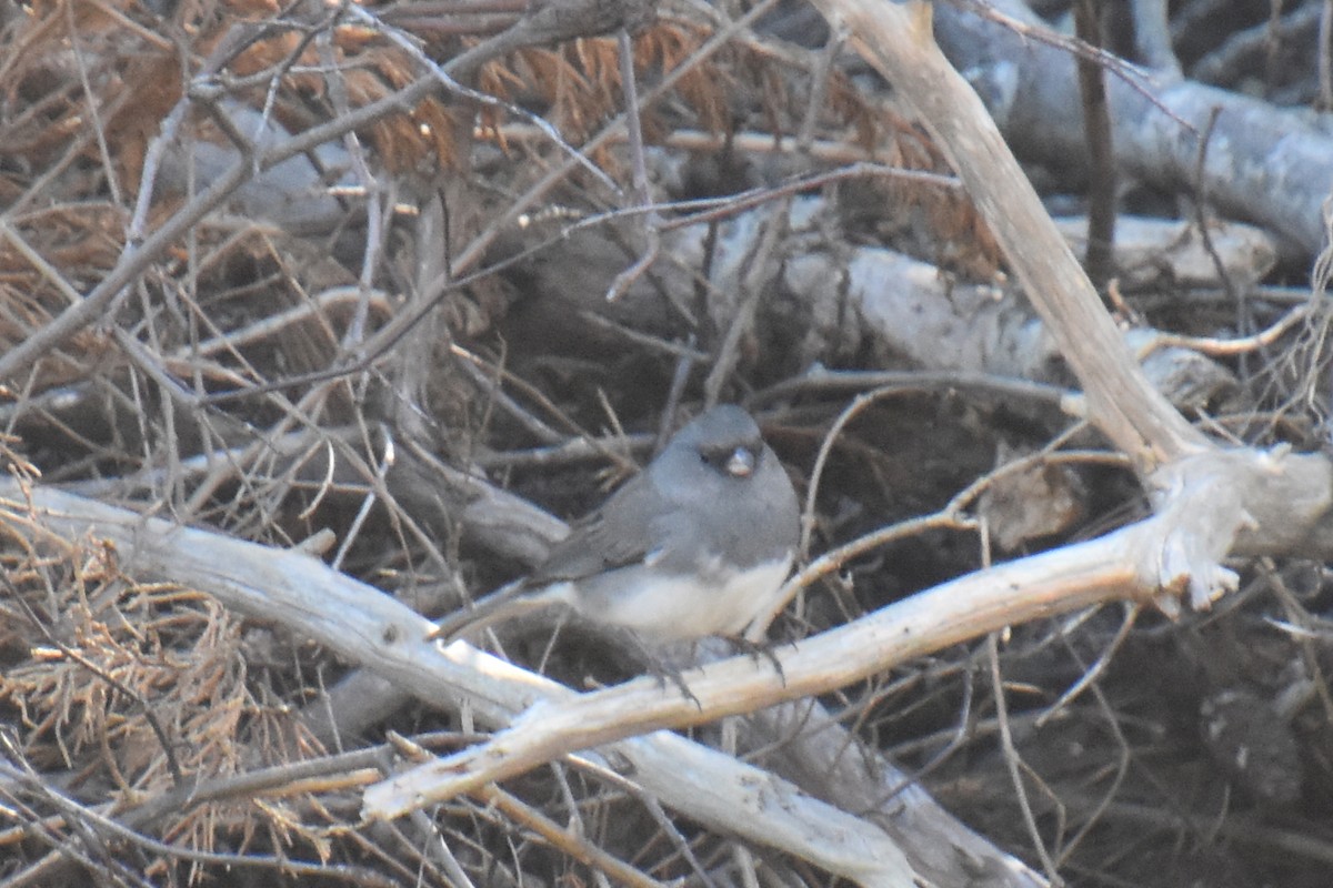 Dark-eyed Junco (Slate-colored) - ML643393160