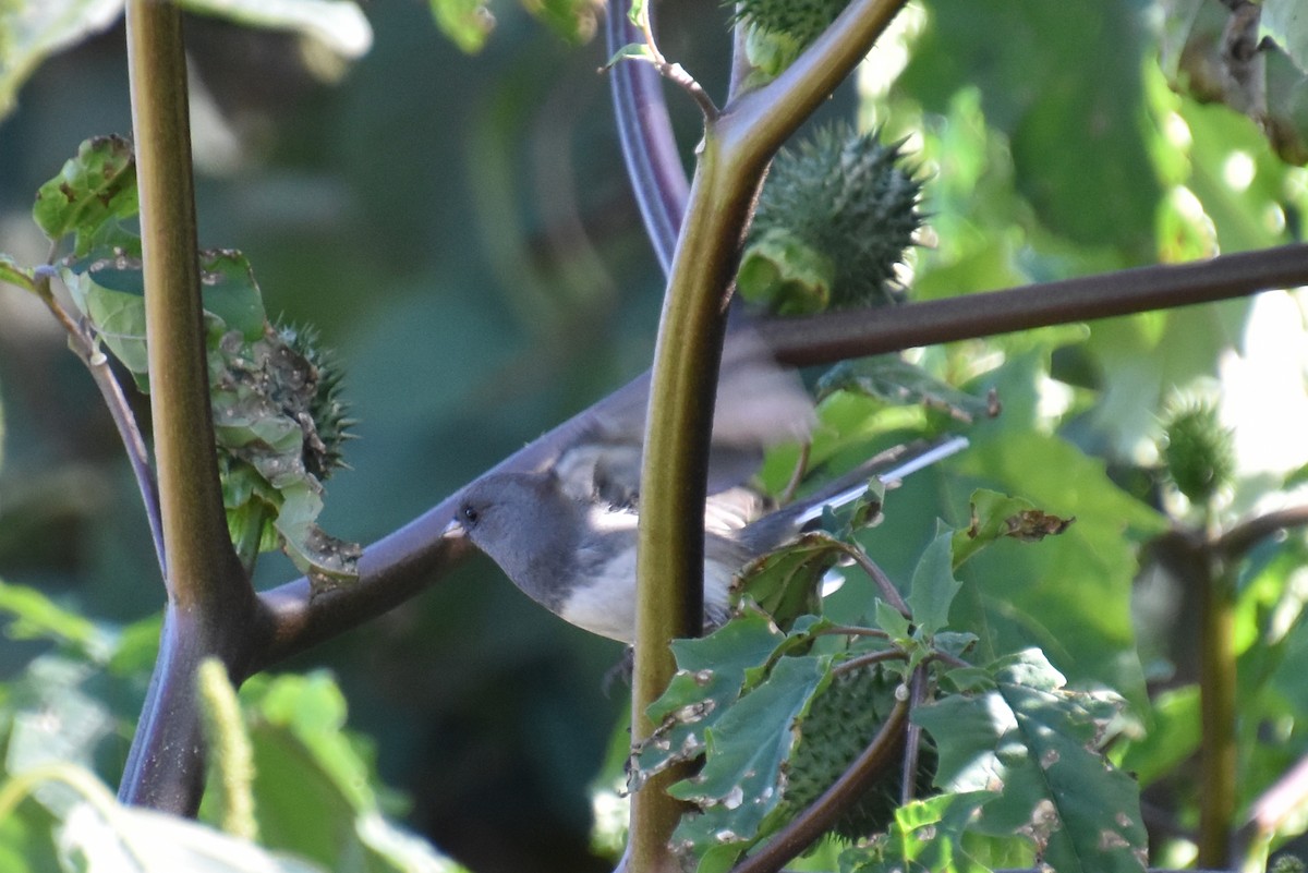 Dark-eyed Junco (Slate-colored) - ML643393161
