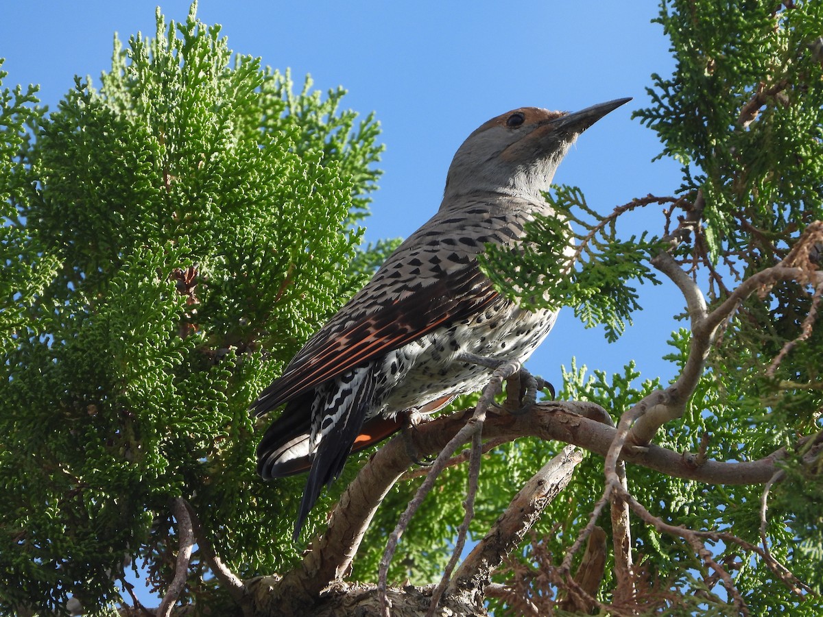 Northern Flicker - ML643393175