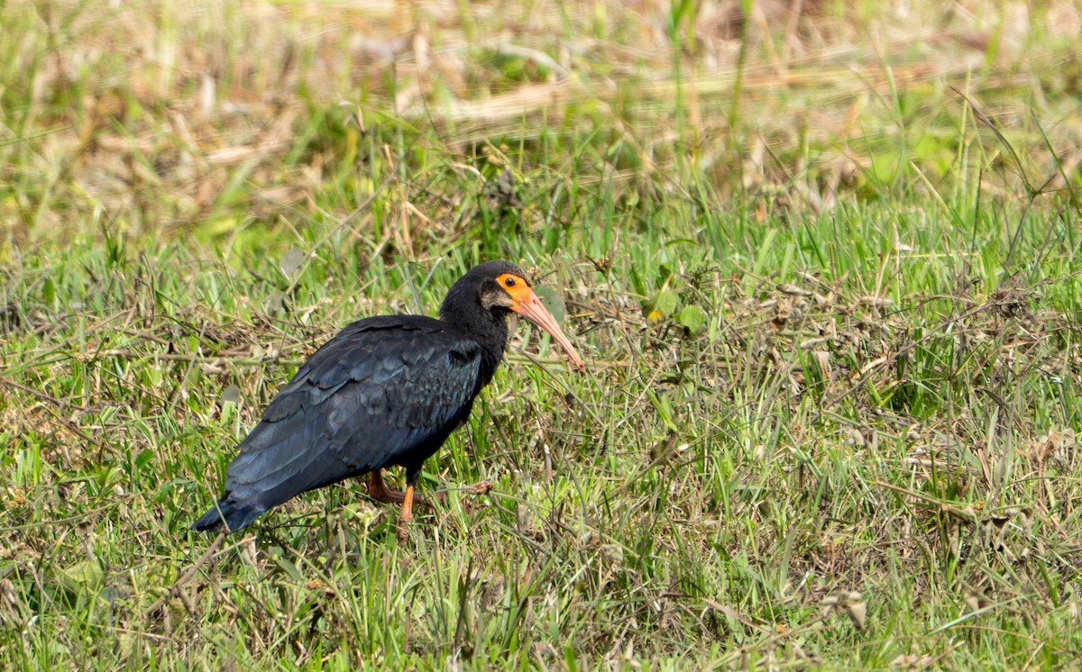 Sharp-tailed Ibis - ML643393191