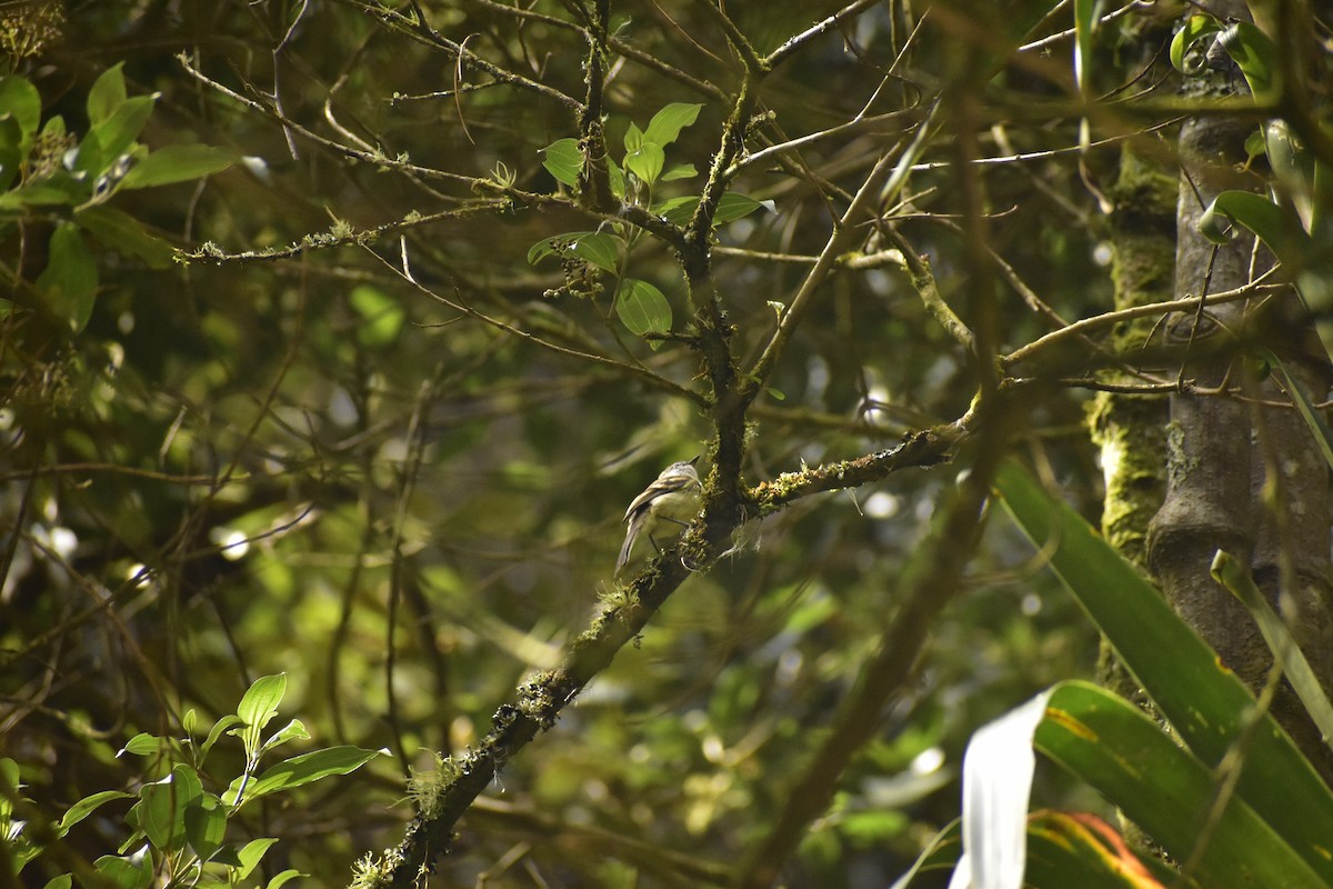 White-throated Tyrannulet - ML643393195