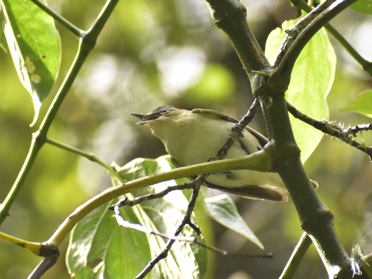 Vireo occhirossi - ML643393200