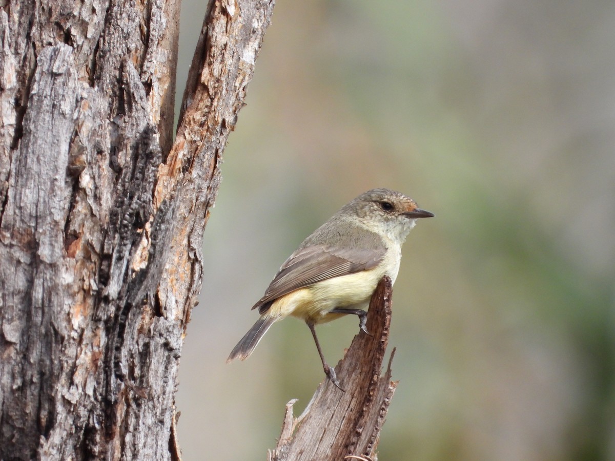 Buff-rumped Thornbill - ML643393202