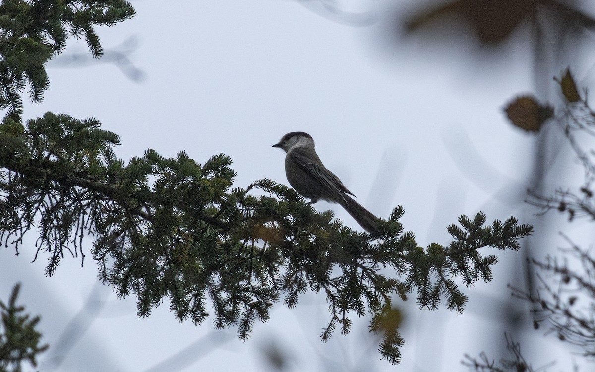 Canada Jay - ML643393213