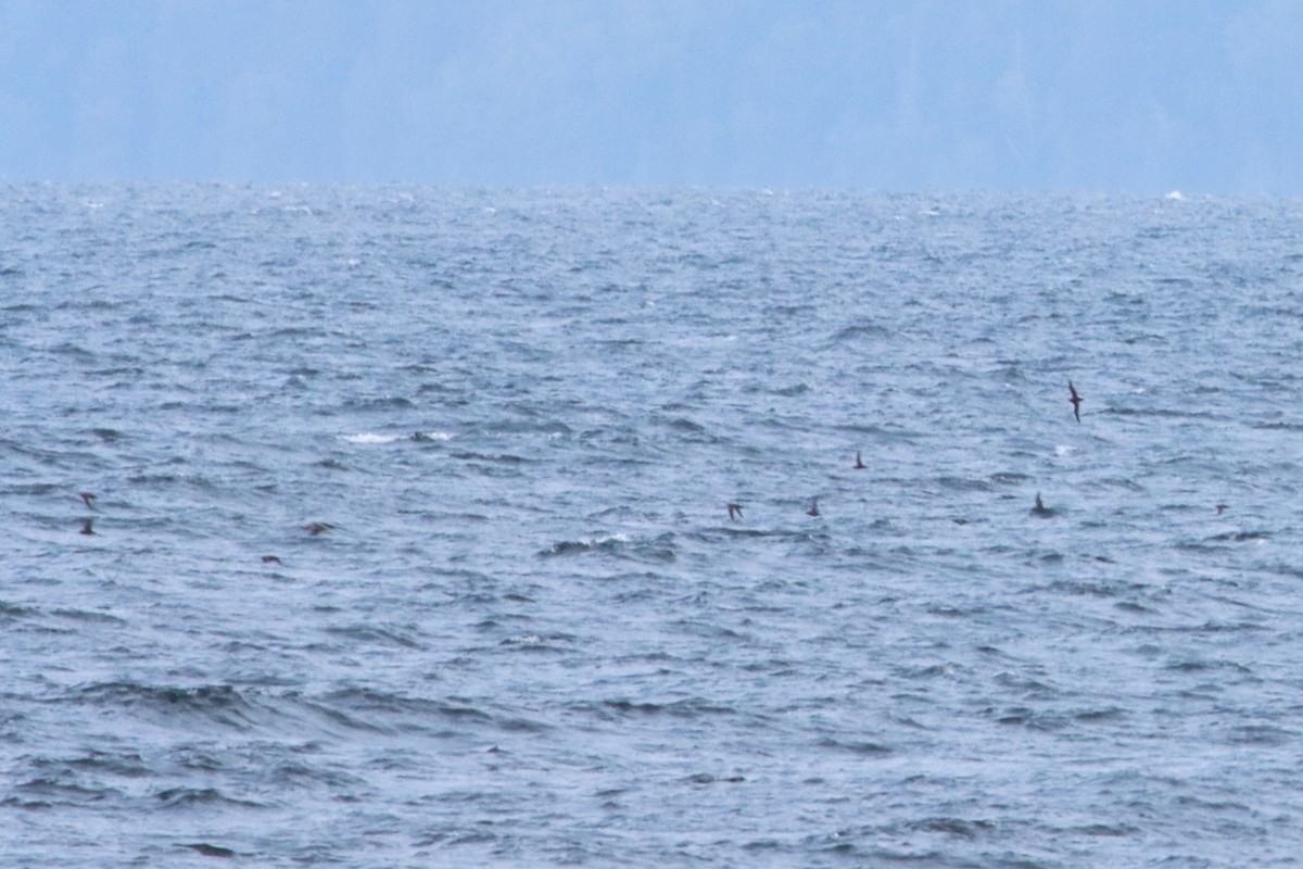Sooty/Short-tailed Shearwater - ML643393220