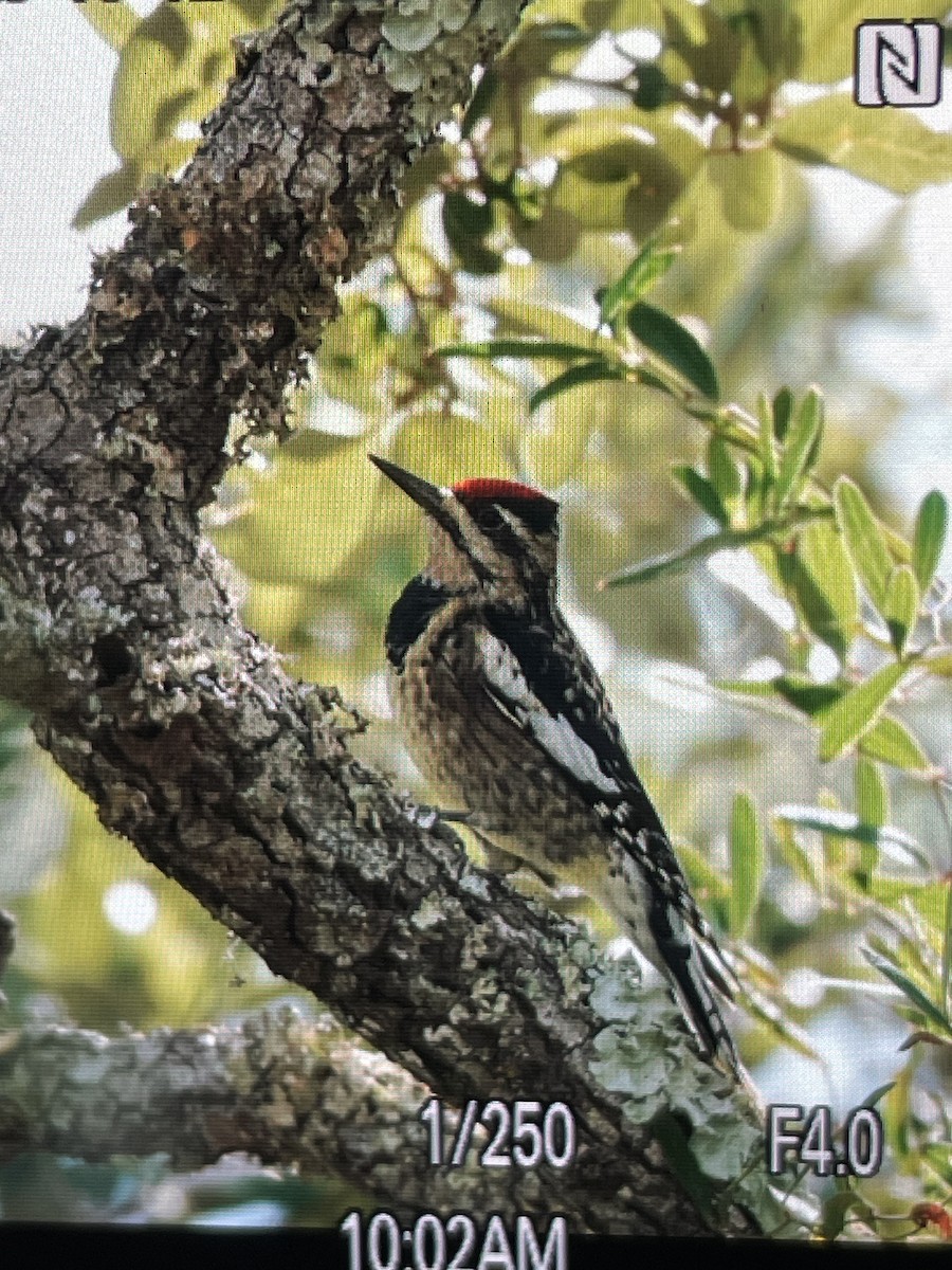 Yellow-bellied Sapsucker - ML643393221