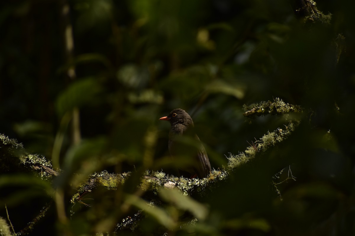 Great Thrush - ML643393223