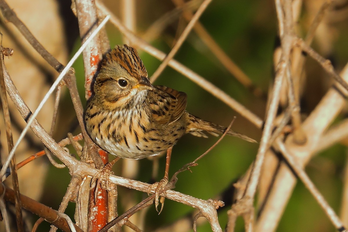 gråbrynspurv - ML643393225