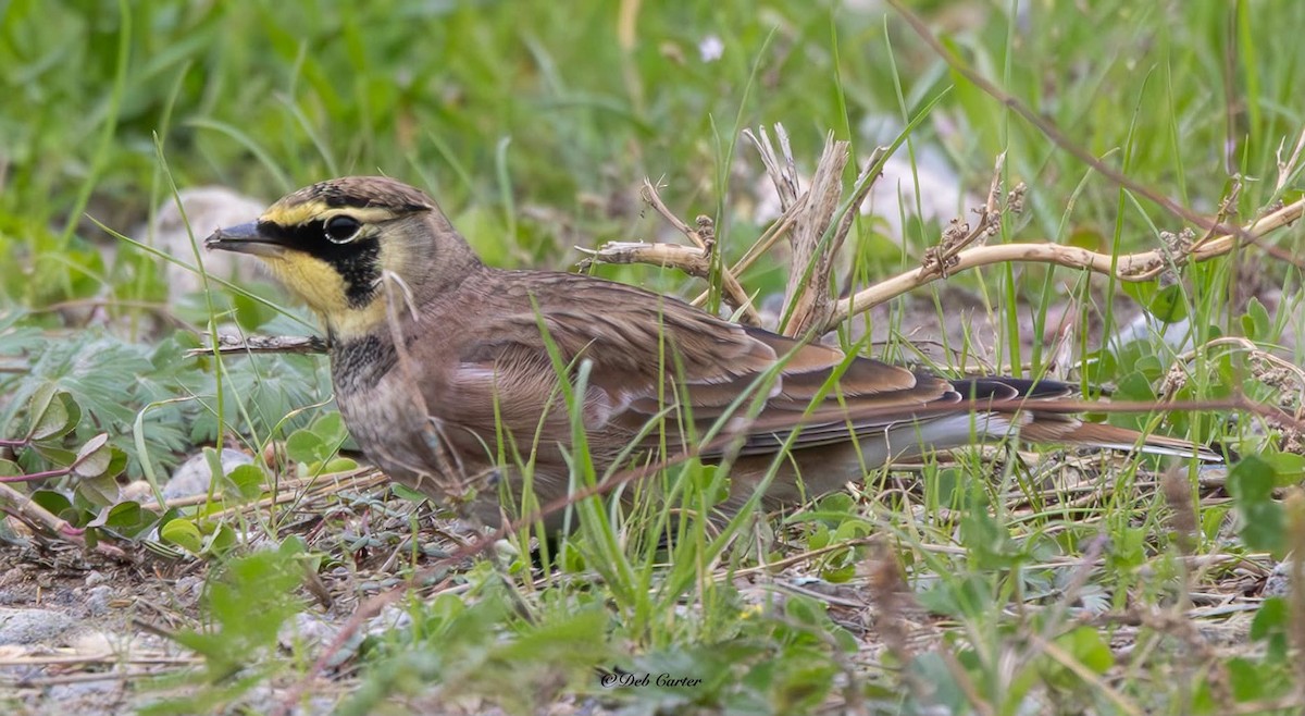 Horned Lark - ML643393227