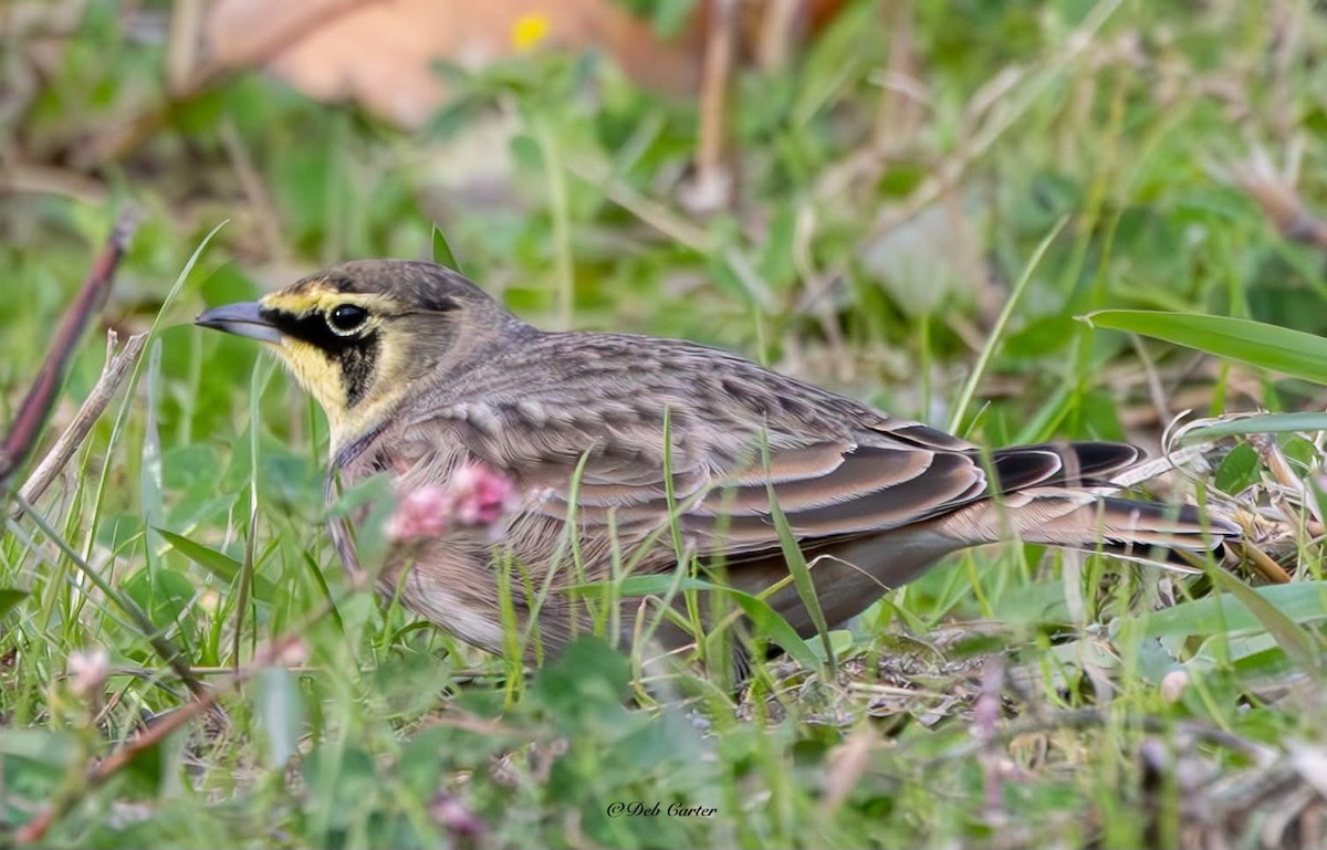 Horned Lark - ML643393228