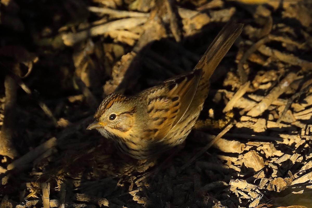 gråbrynspurv - ML643393229