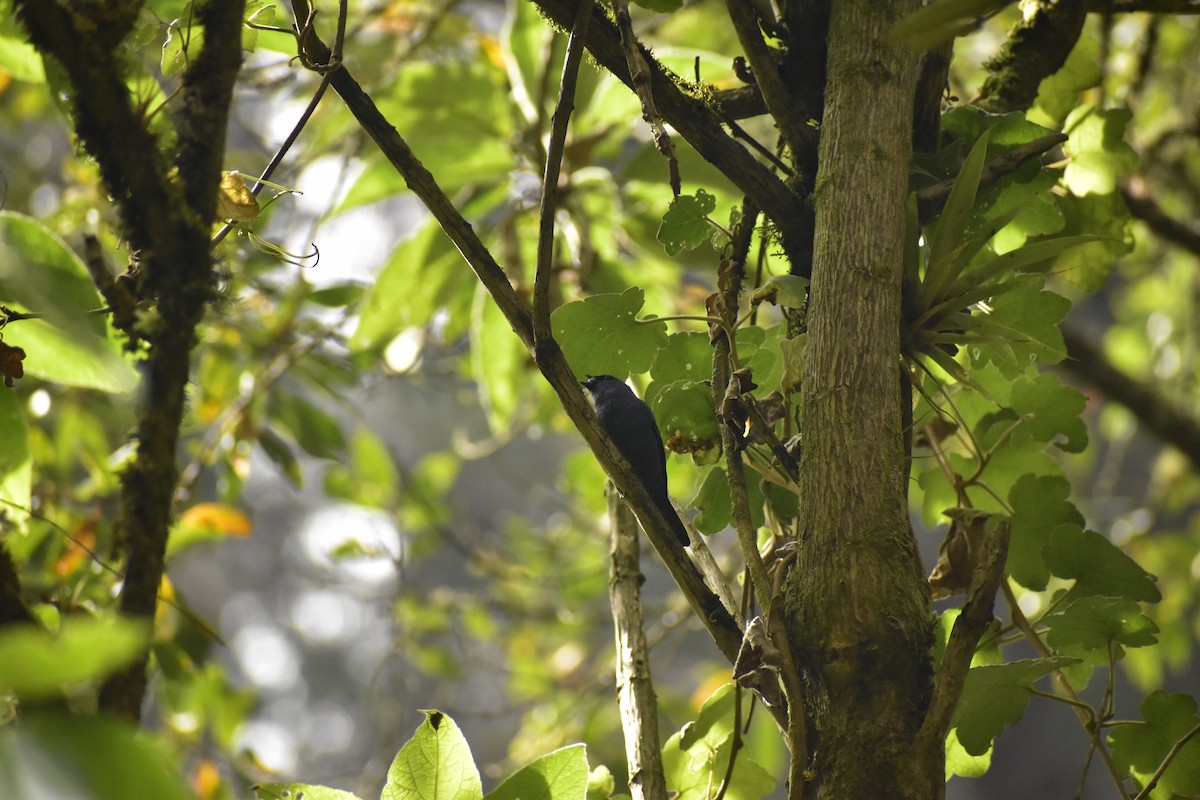 Blue-and-black Tanager - ML643393230