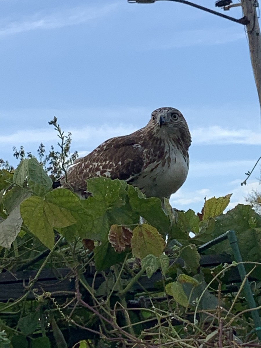 Red-tailed Hawk - ML643393232