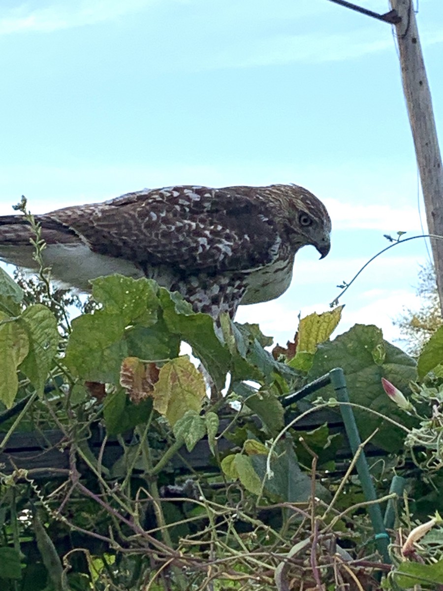 Red-tailed Hawk - ML643393233
