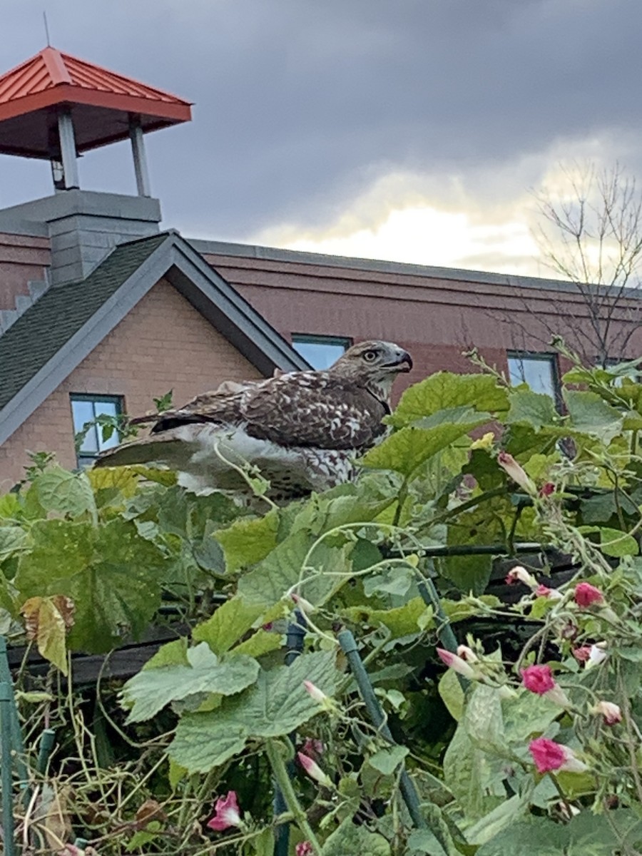 Red-tailed Hawk - ML643393234