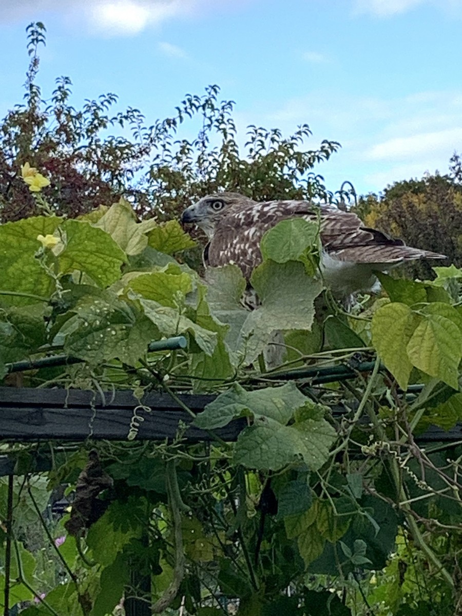 Red-tailed Hawk - ML643393235