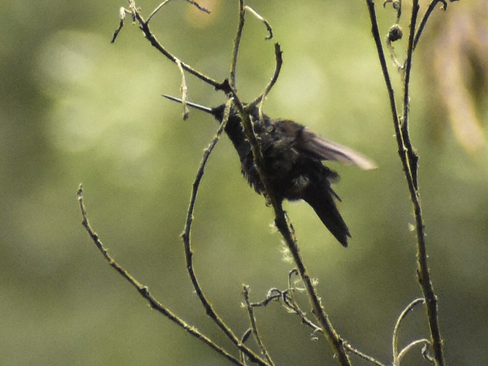 Blue-throated Starfrontlet - ML643393243