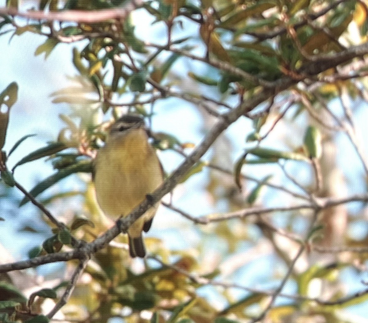 Philadelphia Vireo - ML643393246