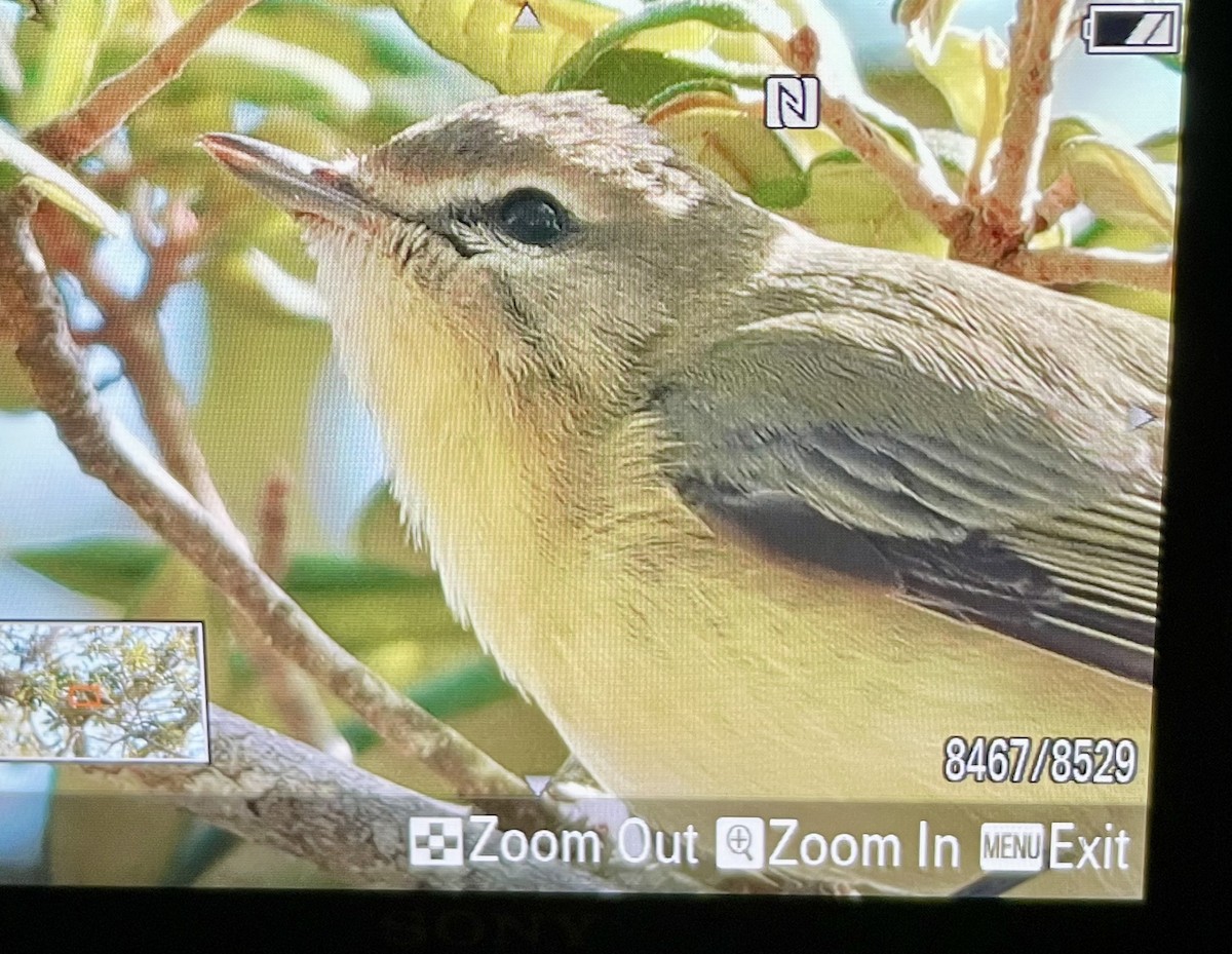 Philadelphia Vireo - ML643393247