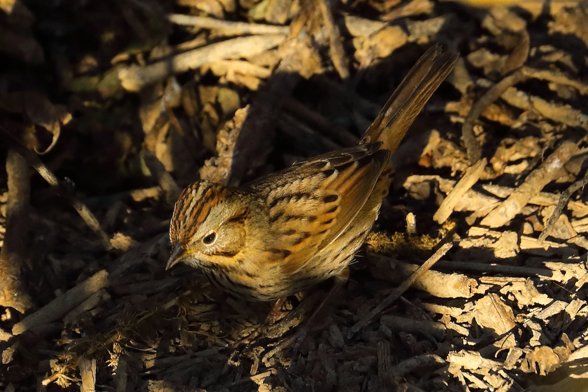 gråbrynspurv - ML643393255