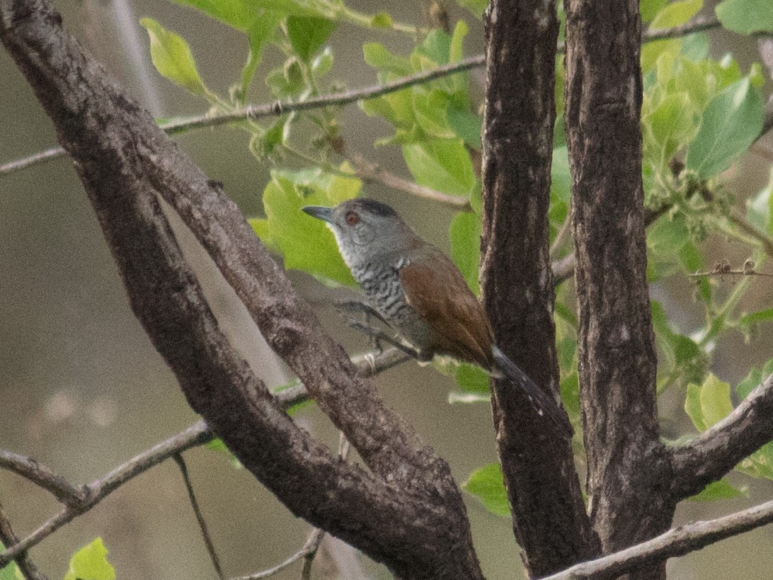 Rufous-winged Antshrike - ML643393260