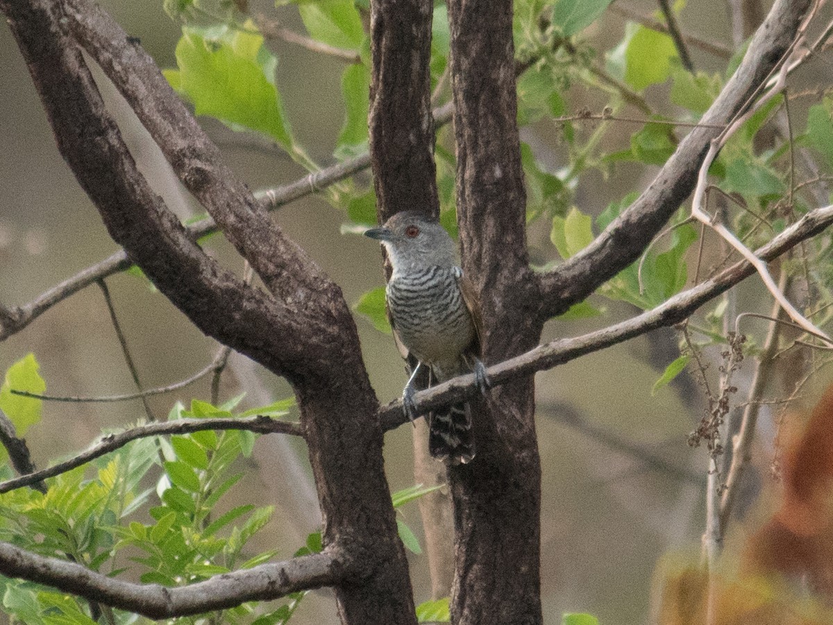 Rufous-winged Antshrike - ML643393261