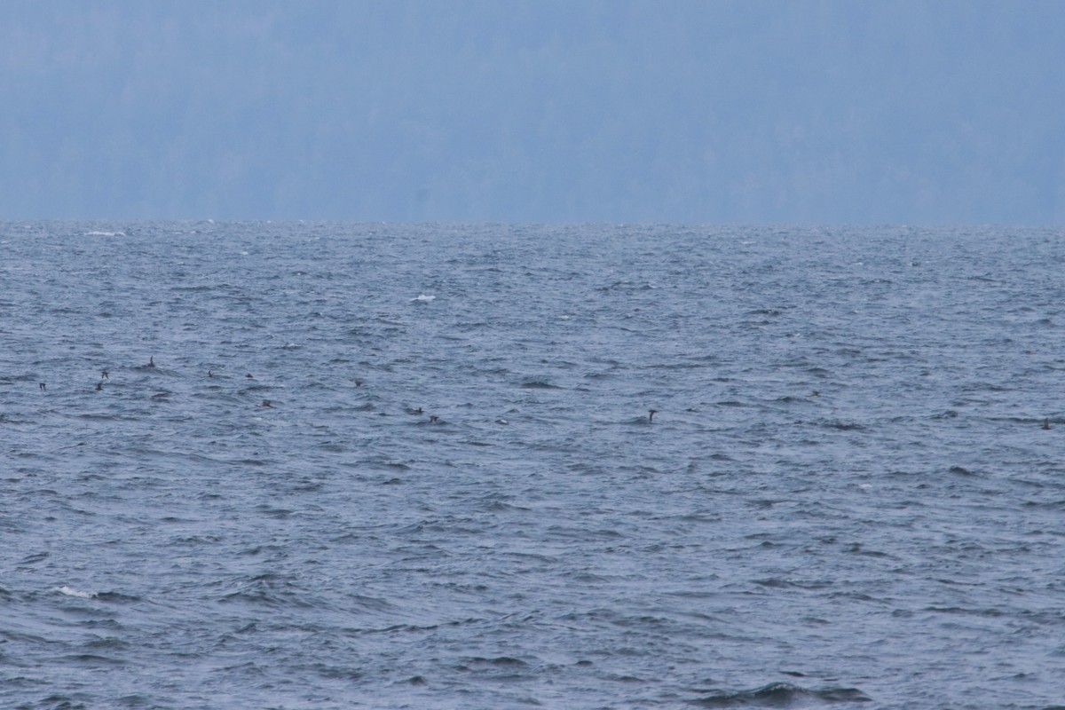 Sooty/Short-tailed Shearwater - ML643393266