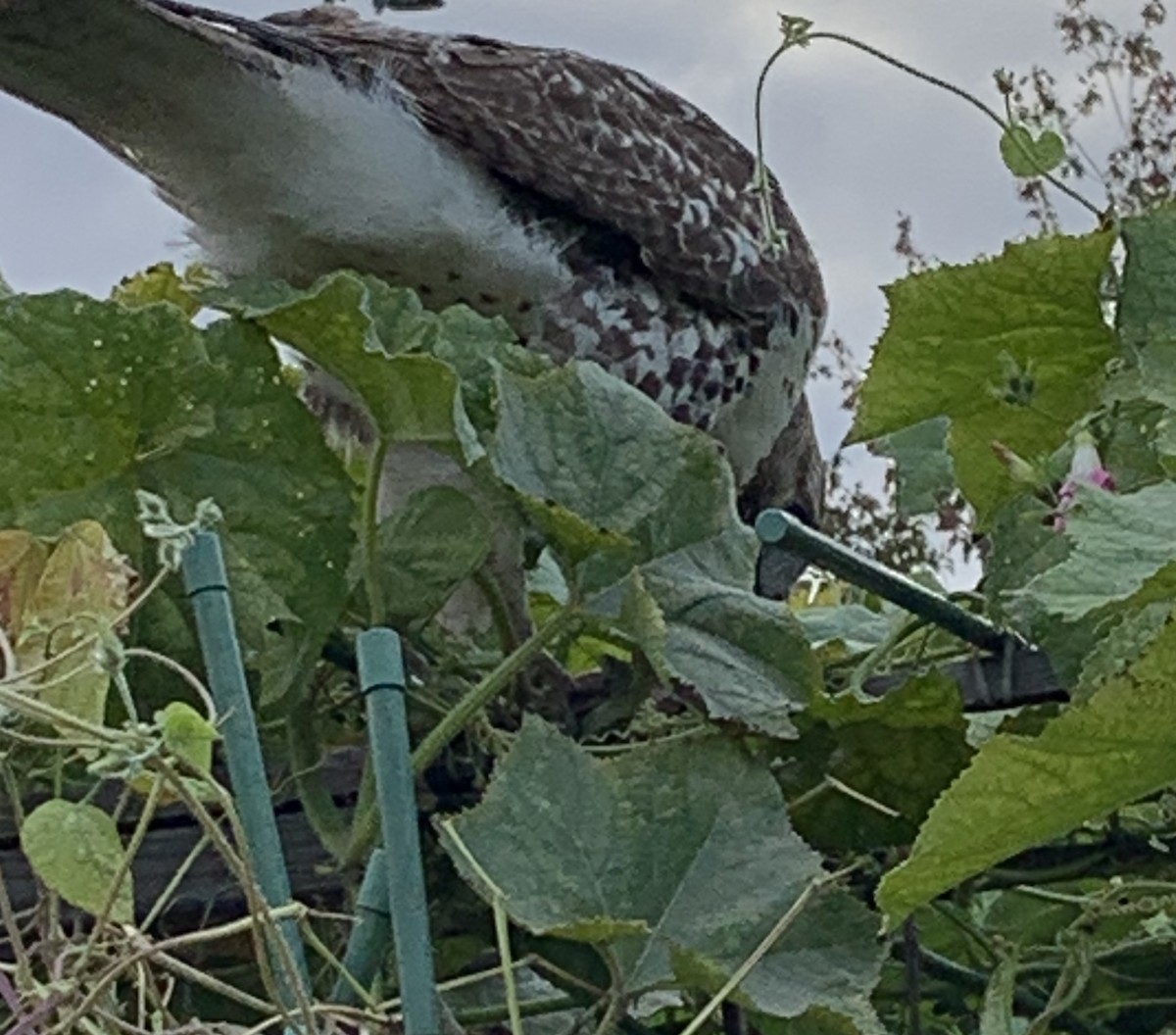 Red-tailed Hawk - ML643393285
