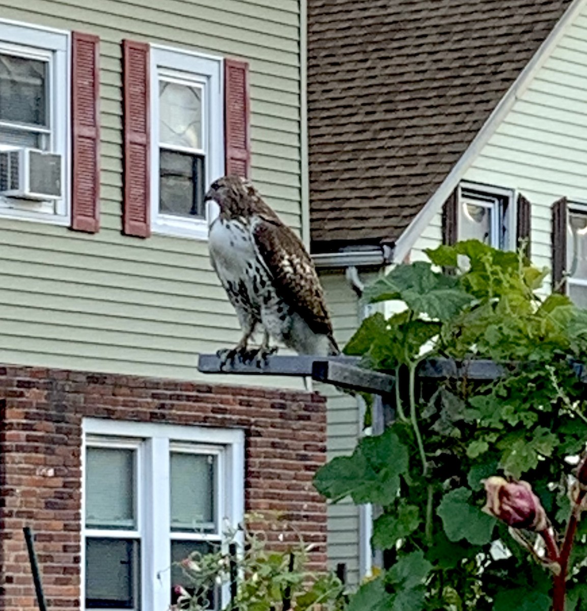 Red-tailed Hawk - ML643393286