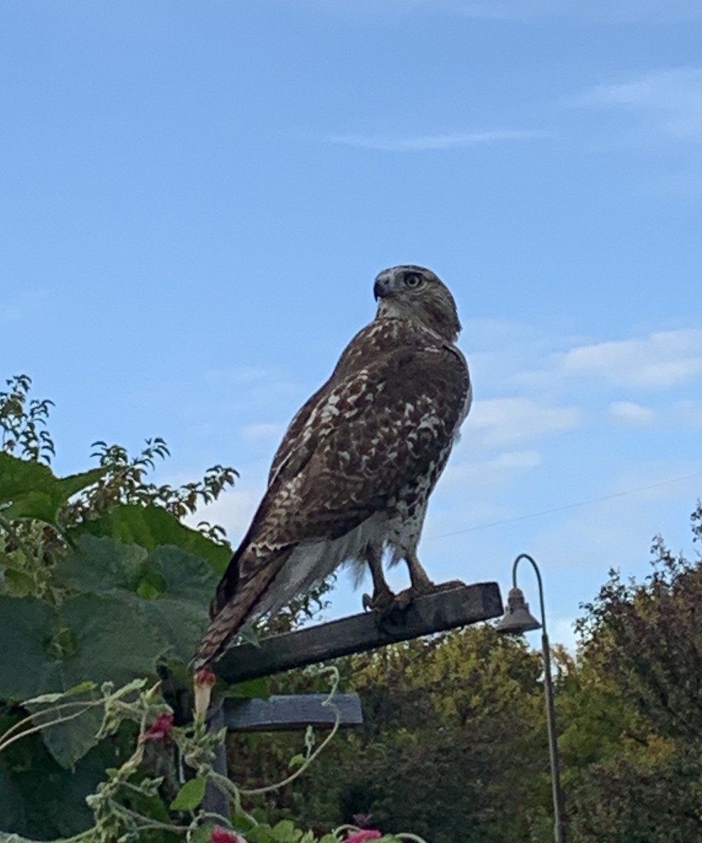 Red-tailed Hawk - ML643393287