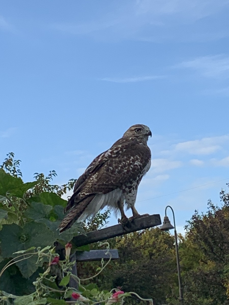 Red-tailed Hawk - ML643393288