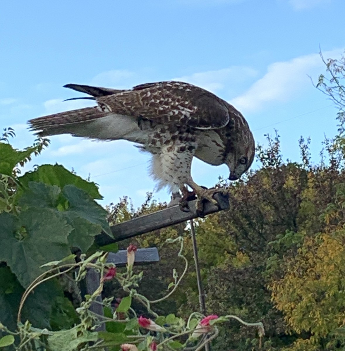 Red-tailed Hawk - ML643393289