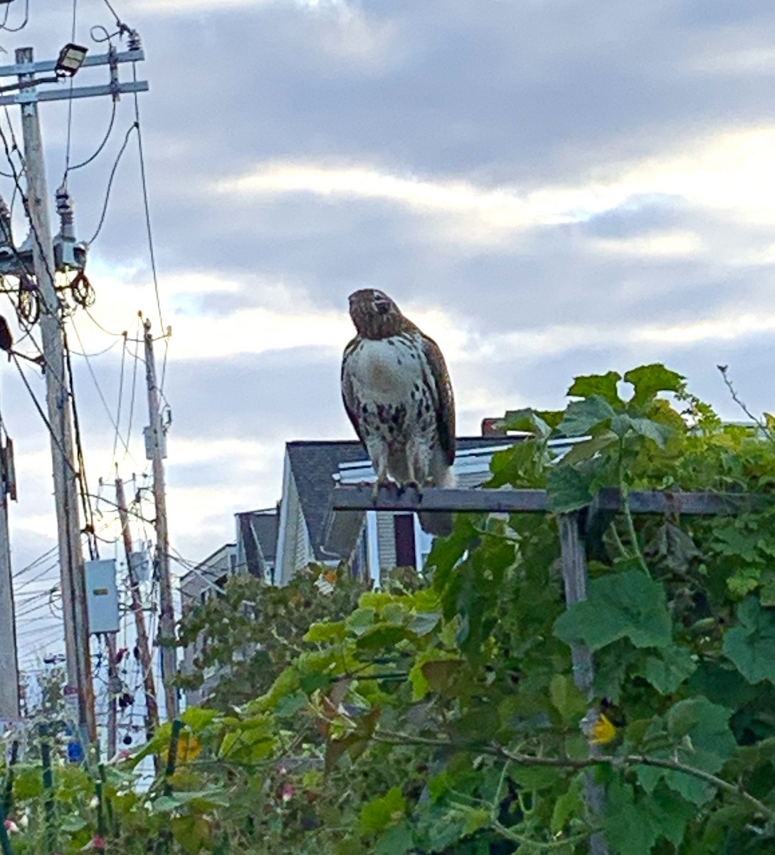 Red-tailed Hawk - ML643393290