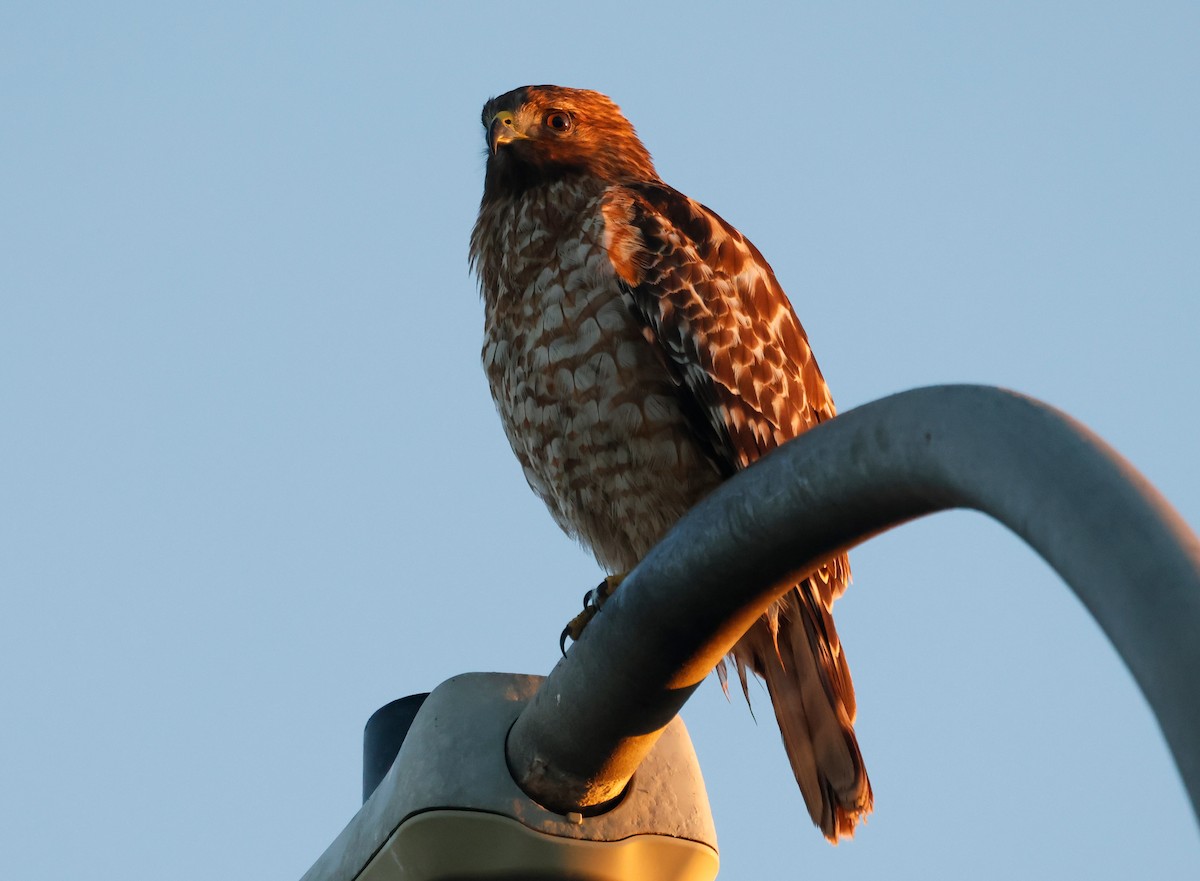 Red-shouldered Hawk - ML643393300