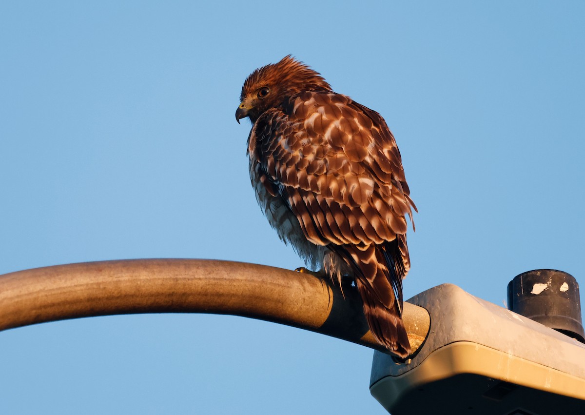 Red-shouldered Hawk - ML643393301
