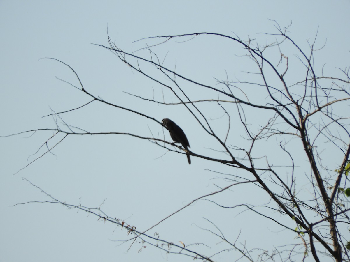 Purplish Jay - ML643393303