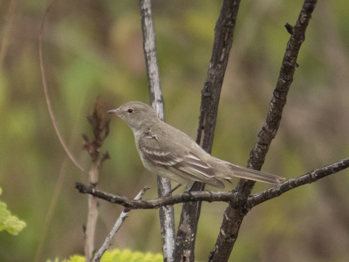 Lesser Elaenia - ML643393308