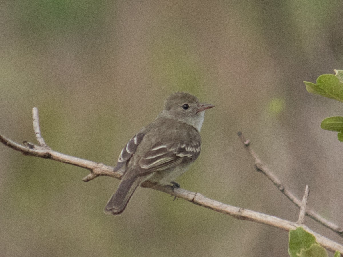 Lesser Elaenia - ML643393309