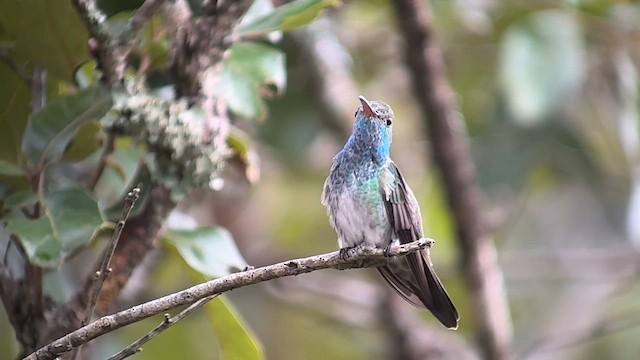 Honduran Emerald - ML643393313