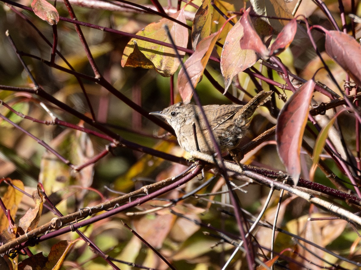 Northern House Wren - ML643393323